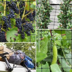 Vivosun Trellis Netz 60x60 cm